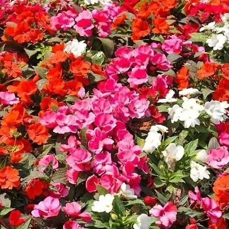 Bed & Breakfast Apollonia 3*